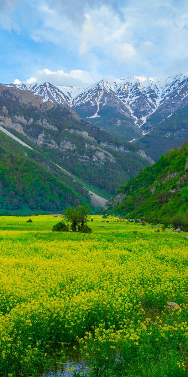 Beautiful Mountain Glade with Yellow Flowers and Majestic Mountains