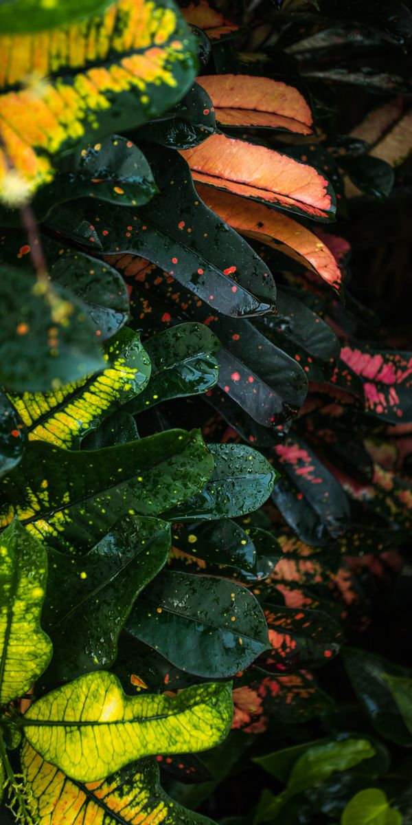 Vibrant Macro Leaves with Colorful Drops