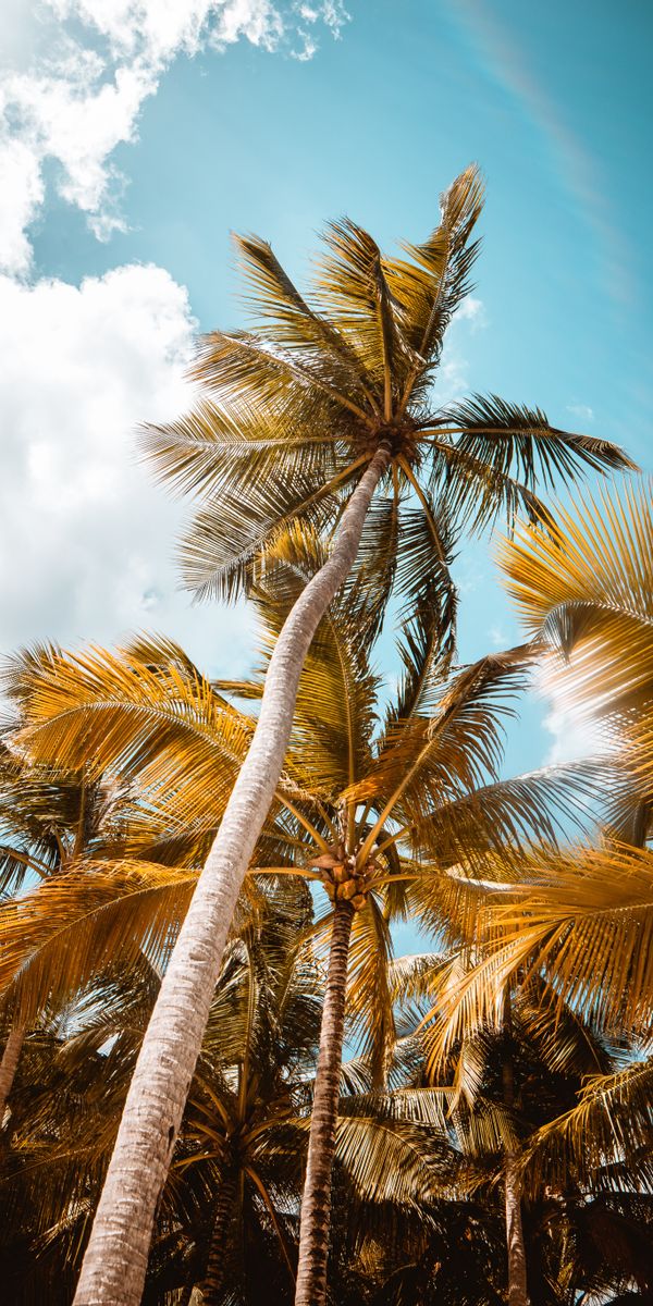 Breathtaking Palm Trees Reaching for the Sky