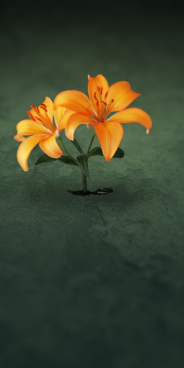 Phone wallpaper: Lily, Flowers, Flower, Artistic free download