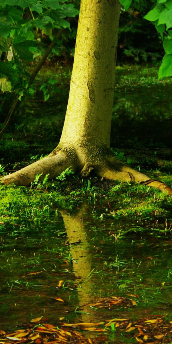 Phone wallpaper: Nature, Trees, Swamp, Tree, Earth free download