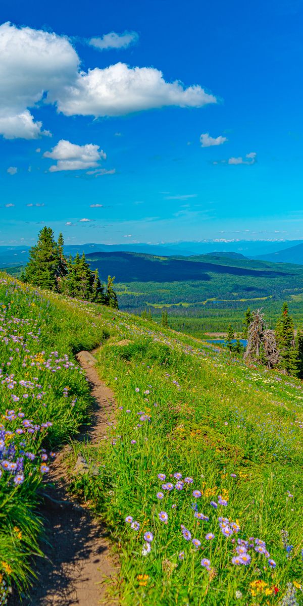 Explore Nature's Beauty: Mountain Landscape Phone Wallpaper with Path and Flowers