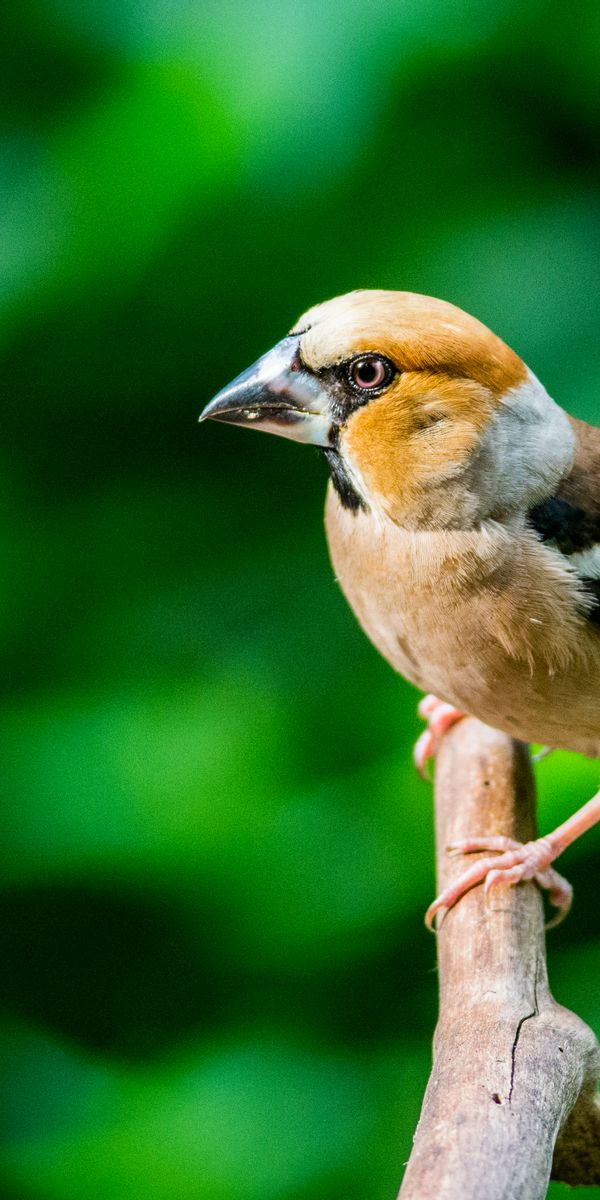 Bird Perched on a Branch for Your Mobile Wallpaper
