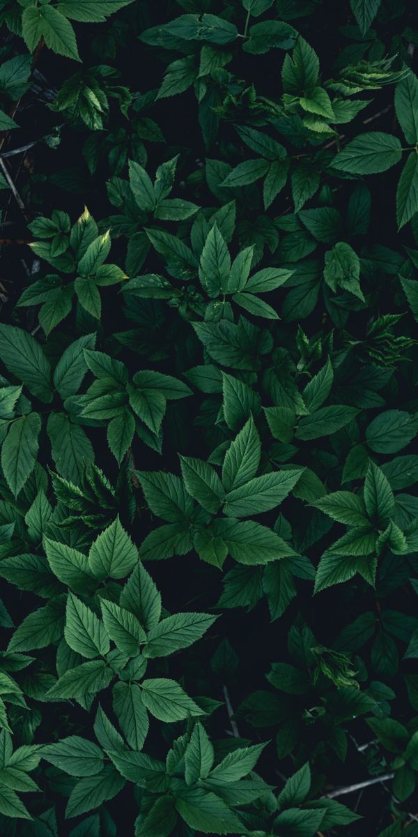 Lush Dark Green Leaves Phone Wallpaper