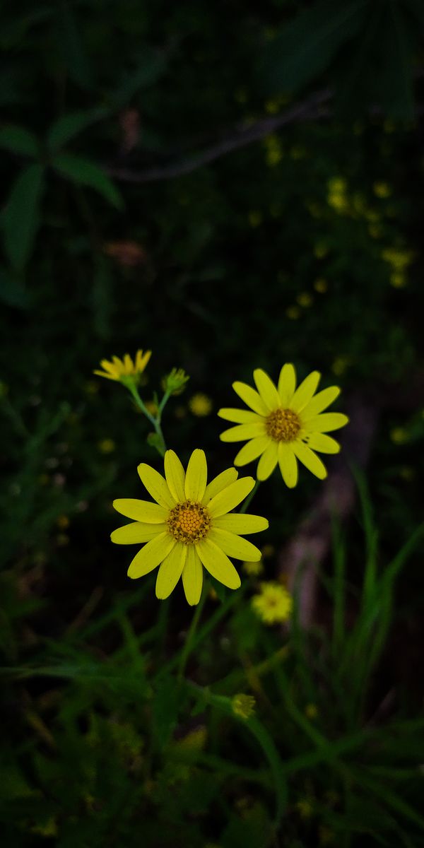Epic Yellow Flower Wallpaper for Nature Lovers