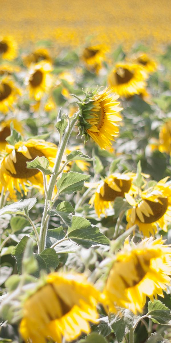 Phone wallpaper: France, Sunflower, Sunny, Yellow Flower, Flowers, Field, Flower, Earth free downloa