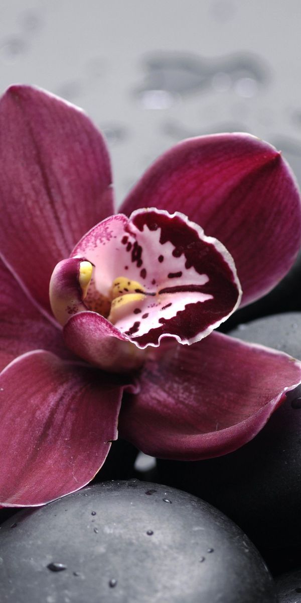 Phone wallpaper: Orchid, Flowers, Earth free download