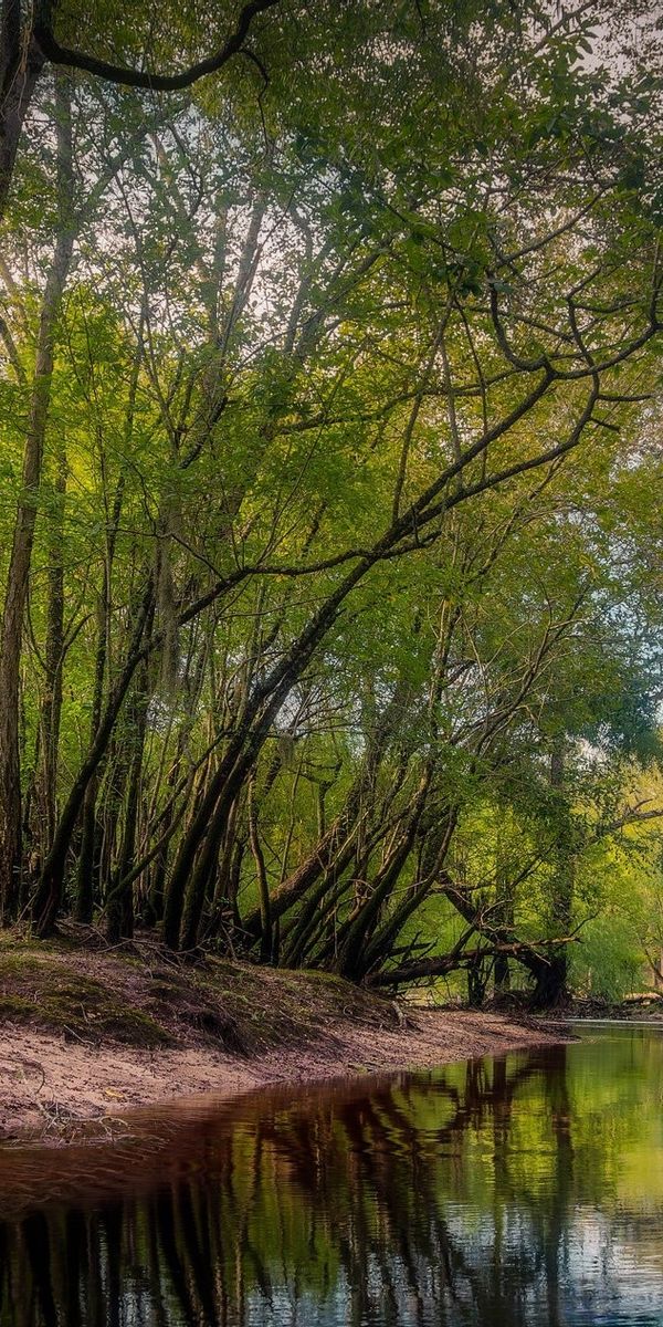 Phone wallpaper: Trees, Stream, Tree, Earth free download