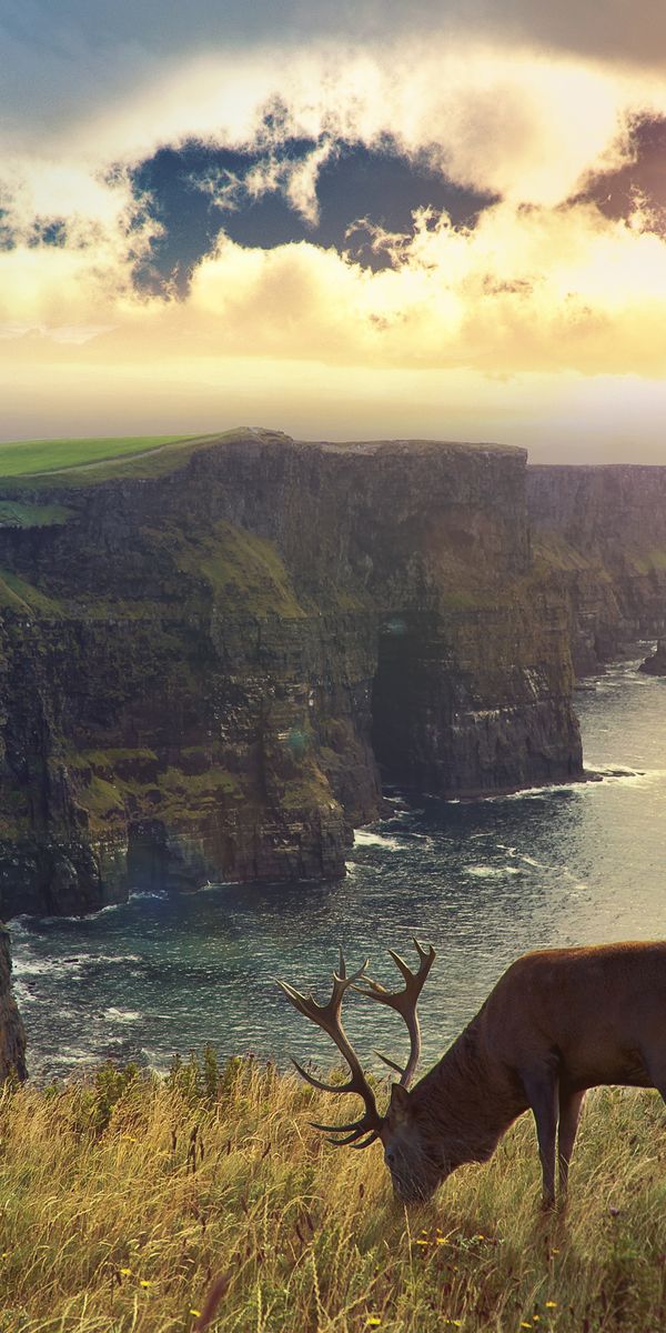 Breathtaking Ultra HD wallpaper featuring a deer at sunset by the ocean
