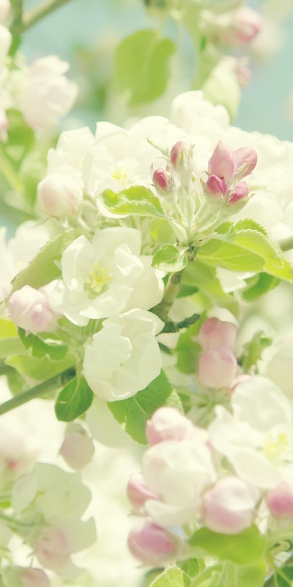 Charming Pastel Floral Mobile Wallpaper Featuring Delicate Earthy Blooms