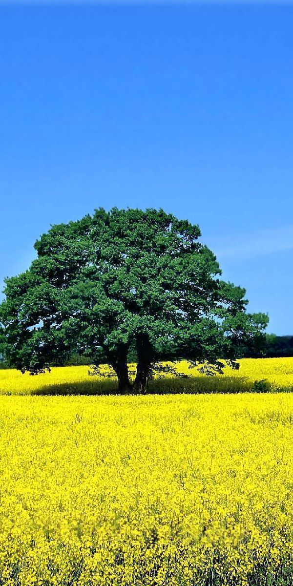 Aesthetic Summer Meadow with Yellow Flowers and a Tree