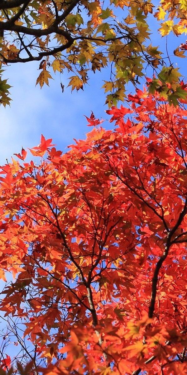 Breathtaking Autumn Trees Wallpaper: 4K Phone Background with Colorful Leaves