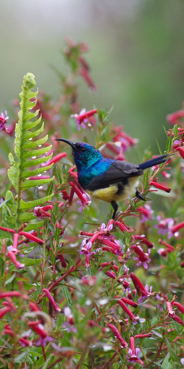 High-Quality Mobile Wallpaper Featuring a Colorful Bird and Blossoming Flowers