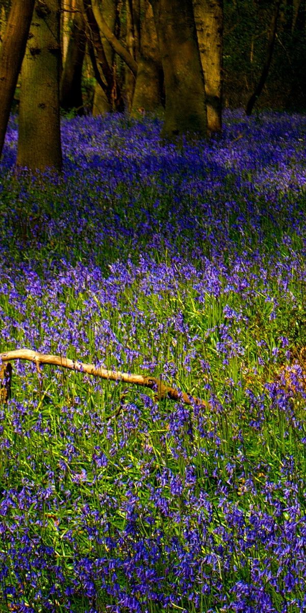 Enchanting bluebell forest mobile wallpaper - free for your device