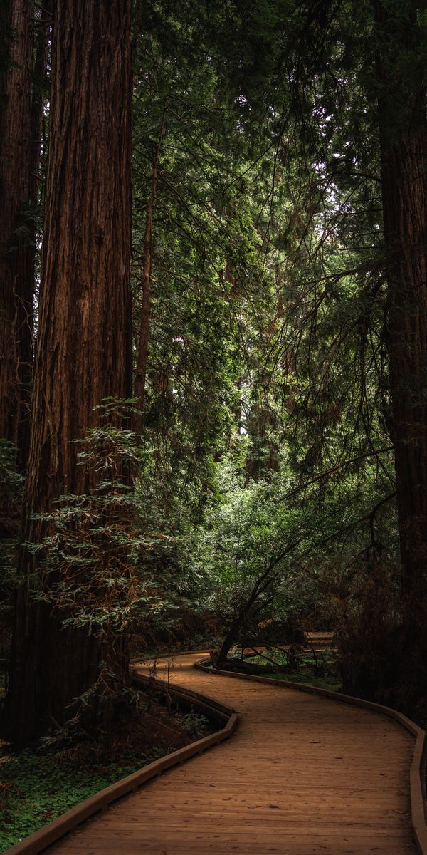Serene Pathway Through the Forest