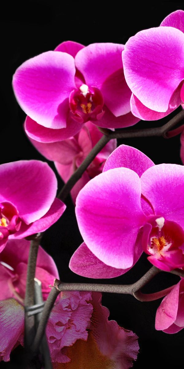 Beautiful pink orchid mobile wallpaper featuring delicate flowers on a dark background