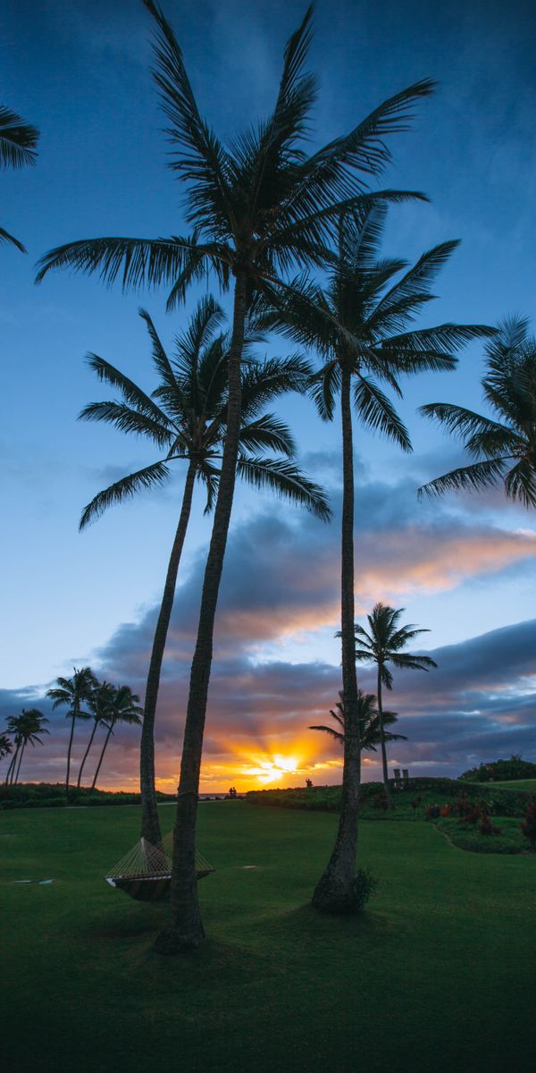 Tropical Sunset Wallpaper Featuring a Hammock and Palm Trees
