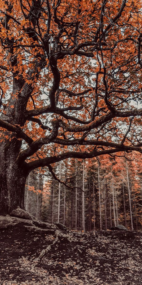 Phone wallpaper: Nature, Trees, Forest, Tree, Fall, Earth free download