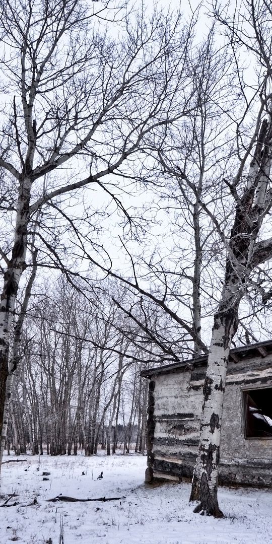 Winter Cabin in a Snowy Forest Landscape